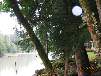 Tree beside a lake with a bright circular light spot (angel orbs) near its branches