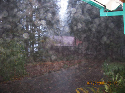 Outdoor path and trees with dense circular light spots (angel orbs) across the photograph