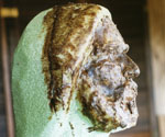 Early modeled head and beard over a green foam armature
