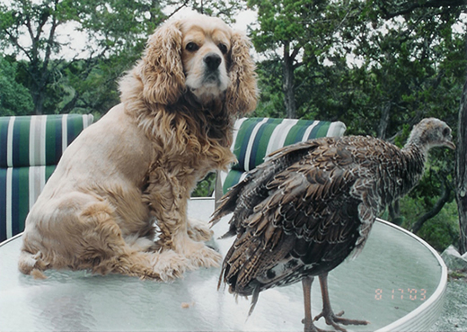 Golden dog beside a turkey on a patio