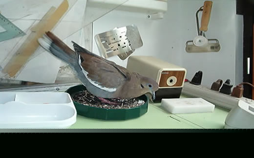 Dove standing on a desk beside a cordless phone