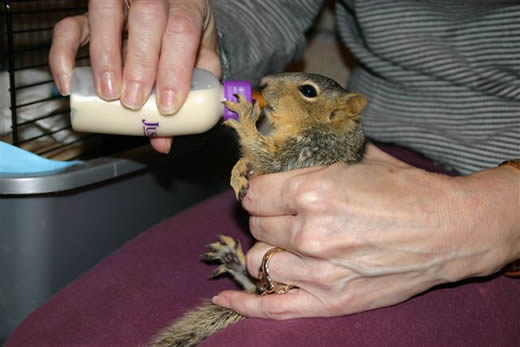 Small squirrel being bottle-fed