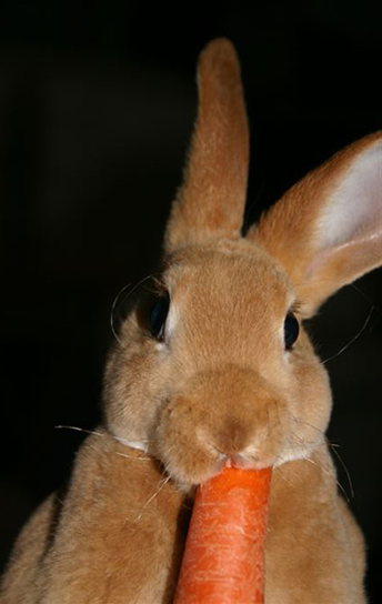 Brown rabbit eating a carrot