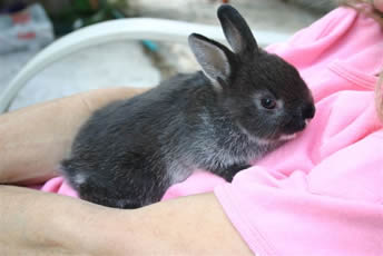 Small black rabbit cradled by a person in a pink shirt