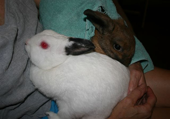 White and brown rabbits resting on a person's lap