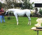 Side view of a white horse being held by a handler near the sculpture model