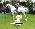 White horse lifting its front legs while a handler stands nearby