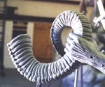 Rider's hand holding a curled, ridged scroll