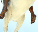 Detail of the horse's underside and raised legs