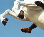 White horse's raised legs and dark hooves seen from below