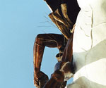Rider's boot and lower robe beside the white horse