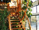 Wooden staircase with branching rails and surrounding indoor plants