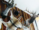 Antlers and mounted wildlife displayed near the wood ceiling
