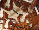 Antlers and mounted wildlife displayed near the wood ceiling