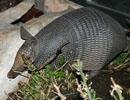 Armadillo foraging among leaves