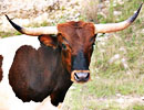 Longhorn cow standing outdoors