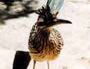 Roadrunner perched on a wooden rail