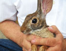 Small rabbit held gently in a person's hands