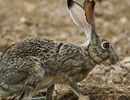 Rabbit resting on rocky ground