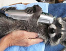 Raccoon being gently fed by hand