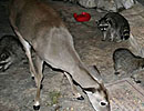 Deer resting indoors near another small animal