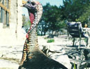 Wild turkey standing near the ranch buildings