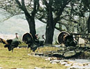 Wild turkeys gathered beneath a spreading tree