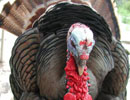 Close-up of a turkey's head and fanned feathers