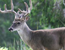 Antlered deer in side profile against green woodland