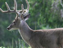 Antlered deer in side profile against green woodland