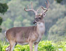 Antlered deer standing in a grassy clearing