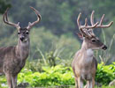Two antlered deer standing together