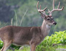 Antlered deer in side profile among green plants