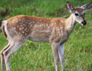 Spotted deer standing in green grass