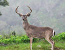 Antlered deer in side profile on a grassy slope