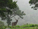 Distant deer standing beneath a tree in a hazy landscape