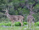 Two antlered deer standing together in grass