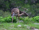 Deer lowering its head while standing on a grassy path