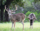 Two deer standing beside a tree, one facing away