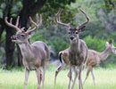 Two antlered deer in a green clearing
