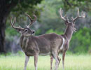 Two antlered deer in a green clearing