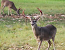 Antlered deer walking through short grass
