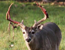 Antlered deer looking toward the camera in a grassy clearing
