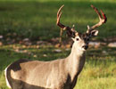 Antlered deer standing alert in sunlight