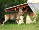 Deer standing near a ranch shelter