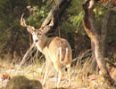 Antlered deer in dappled light beneath trees