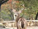 Close view of an antlered deer among rocks and tree trunks