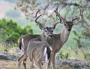 Antlered deer looking back from a wooded path