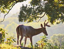 Deer silhouetted beneath a tree against a bright hillside