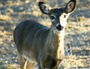 Young deer standing in a sunlit clearing